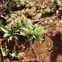 Stylosanthes capitata 12086 pod.JPG
