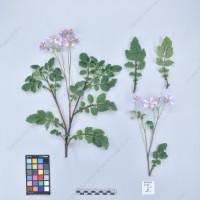 CIP 760017_OCH S49_pcsxhcb_H-1_2024.jpg