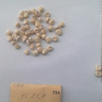 CIMMYTMA 796 - Reference Inventory.jpg