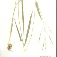 IRGC 100925 Herbarium