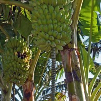 6.4.6 - Bunch position