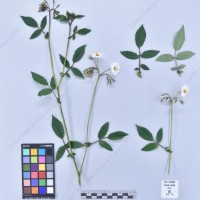 CIP 761069_OCHS 11059_chq_H_2024.jpg