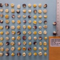 CIMMYTMA 16407 - Reference Inventory.jpg