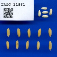 IRGC 11861 Seed Photo