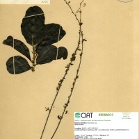 3359 herbarium