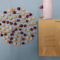 CIMMYTMA 7141 - Reference inventory.jpg