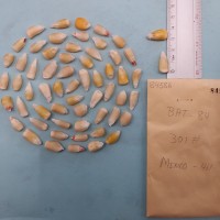 CIMMYTMA 8458 - Reference inventory.jpg