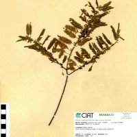 8943 herbarium
