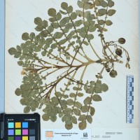 CIP 760013 herbarium