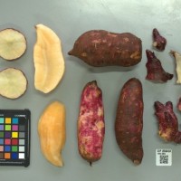 CIP 205033 (root).jpg