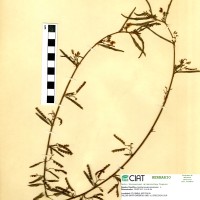 9933 herbarium