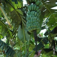 6.4.12 - Rachis position