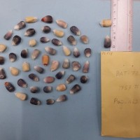 CIMMYTMA 7671 - Reference inventory.jpg