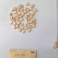 CIMMYTMA 332 - Reference Inventory.jpg