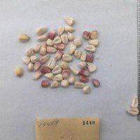 CIMMYTMA 1440 - Reference Inventory.jpg