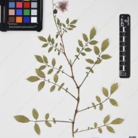 CIP 763474_OCHS 12061a_03.jpg