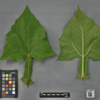 CIP 205032 (leaf).jpg