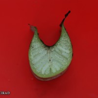 6.3.3 - Petiole canal leaf III