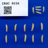 IRGC 9036 Seed Photo