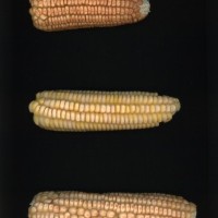 CIMMYTMA 2138 COLI 21 PV22A-1903-146 E3810 _compress.jpg