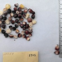 CIMMYTMA 1705 - Reference Inventory.jpg