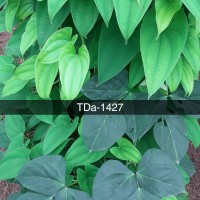TDa-1427.jpg