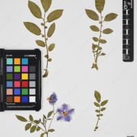 CIP 763474_OCHS 12061a_08.jpg