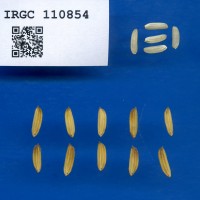 IRGC 110854 Seed Photo