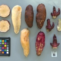 CIP 205030 (root).jpg