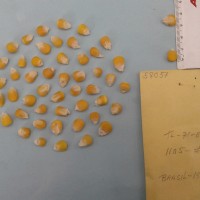 CIMMYTMA 5805 - Reference Inventory.jpg