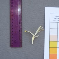 6.6.13 - Anther colour