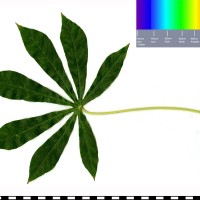 MAL24 leaf