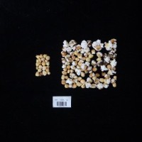 Popped and not popped comparison labeled.jpg