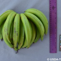 6.7.11 - Fusion of pedicels