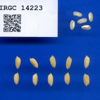 IRGC 14223 Seed Photo