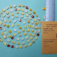 CIMMYTMA 20350.jpg