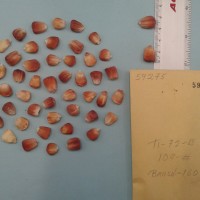 CIMMYTMA 5927 - Reference Inventory.jpg