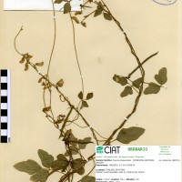 17280 herbarium