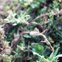 Stylosanthes humilis 12384 pod.JPG