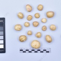 CIP 761234_OCHS 11613_mcq_T_2024.jpg