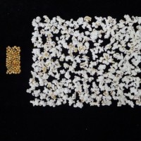 Popped and not popped comparison.jpg