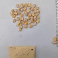 CIMMYTMA 143 - Reference Inventory.jpg