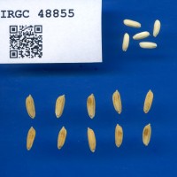 IRGC 48855 Seed Photo