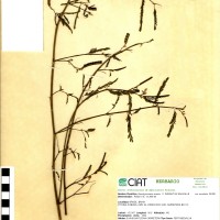 8936 herbarium