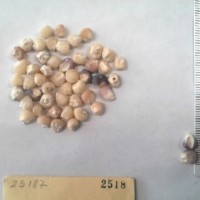 CIMMYTMA 2518 - Reference Inventory.jpg