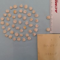 CIMMYTMA 5169 - Reference Inventory.jpg