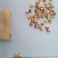 CIMMYTMA 733 - Reference Inventory.jpg