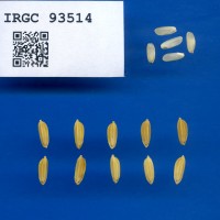 IRGC 93514 Seed Photo