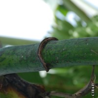 6.4.4 - Peduncle colour