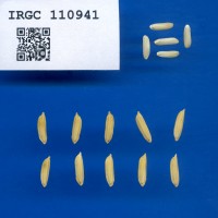 IRGC 110941 Seed Photo